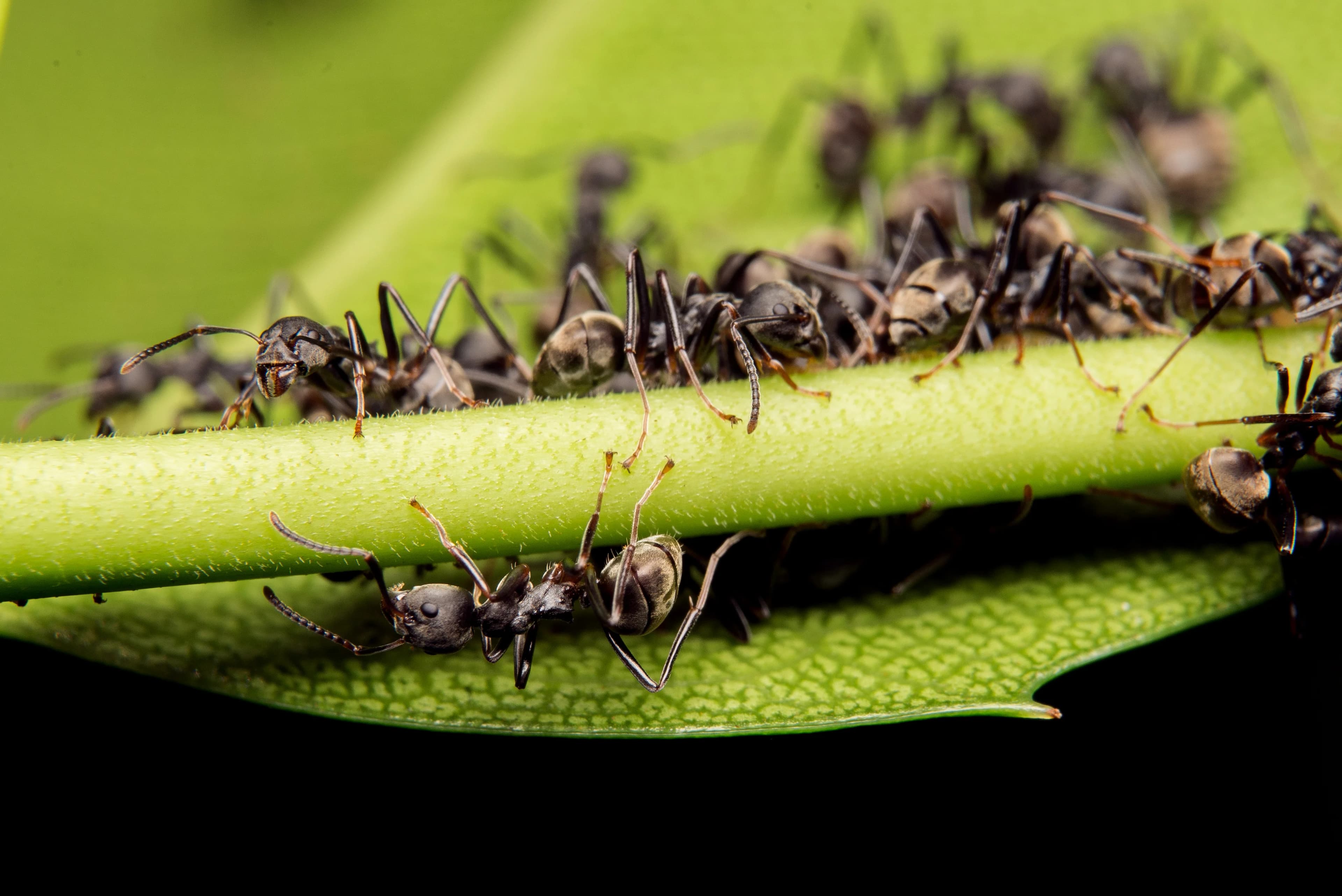 Benefits of Ants Control