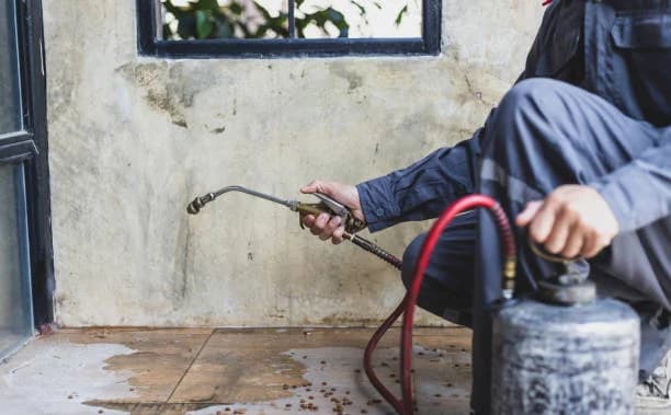 Ant and Insect Infestation