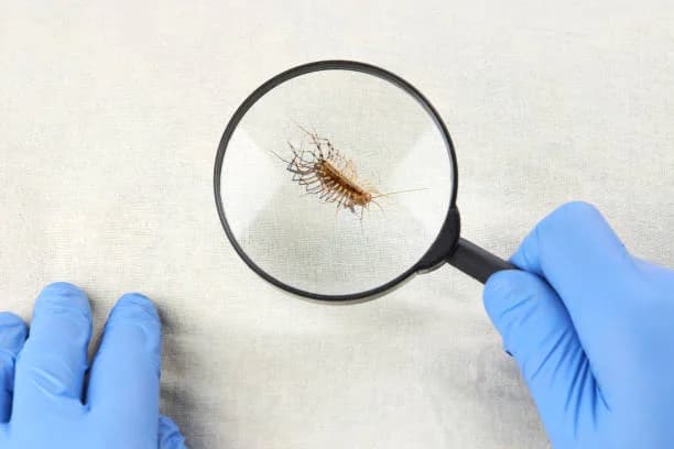 Benefits of Bed Bugs Control
