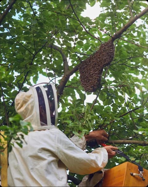 Bees and Wasps Control