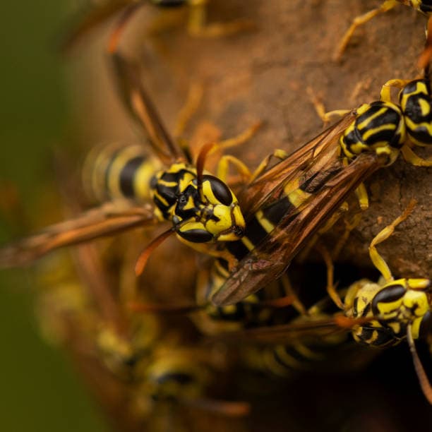 Bees and Wasps Infestation