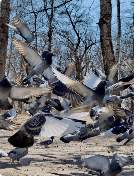 Pigeons and Birds Control