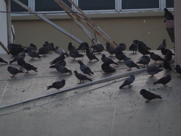 Pigeons & Birds
