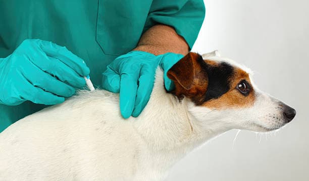 Fleas and Ticks Infestation