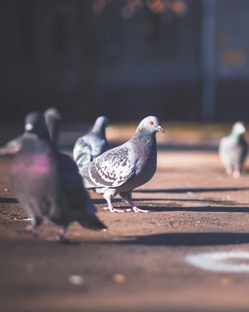Pigeons and Birds Control