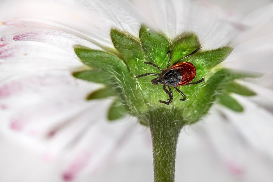 Fleas and Ticks Control