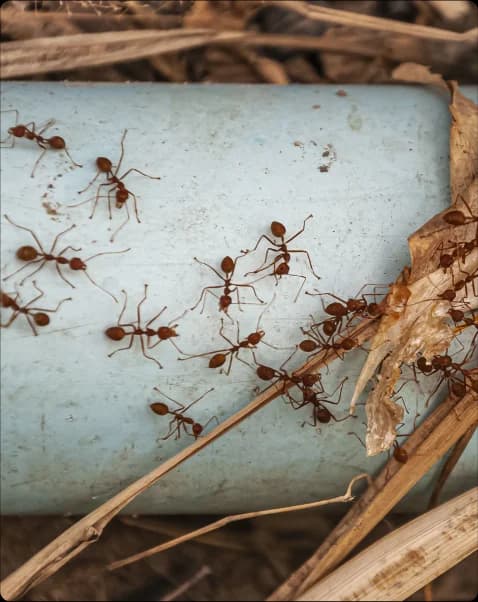 Termites Control Services